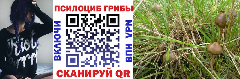 Галлюциногенные грибы MAGIC MUSHROOMS  наркотики  Каменногорск 